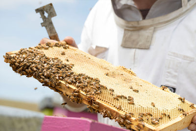 Showcasing the UMF Honey Association's World-Leading Science