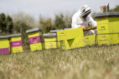 The Future Looks Bright for Waikato based SummerGlow Apiaries